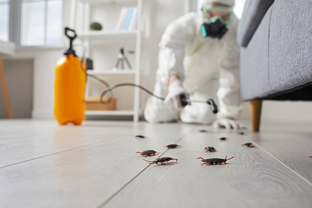 Commercial Rodent Management in Rockwood